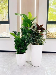 宁波北仑盆景出租专业，为您打造独特景观